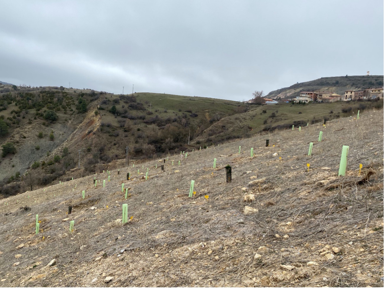 Plantação de espécies lenhosas nas escombreiras exteriores da mina de Santa Engracia concluída – 27 Janeiro 2022